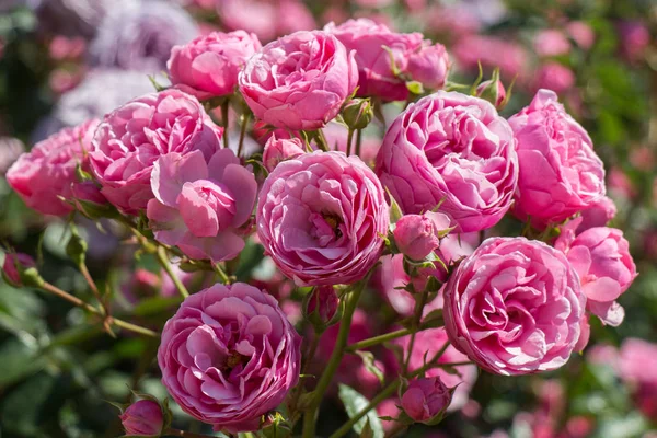 Roseira jardim com belas rosas frescas — Fotografia de Stock