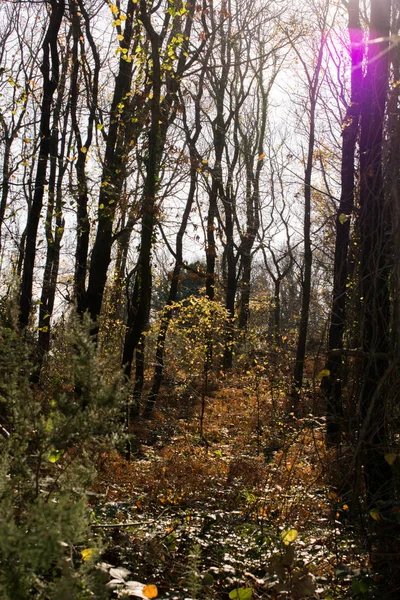 Вид на лес осенью в Стамбуле, на выставке — стоковое фото