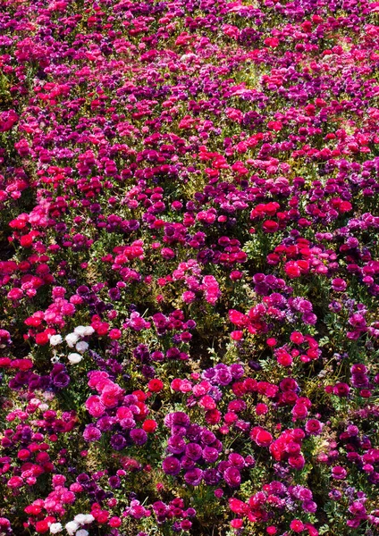 Цветущие красивые красочные натуральные цветы в виду — стоковое фото