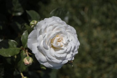 Beyaz ve siyah kalp şeklinde simgeler tutan el