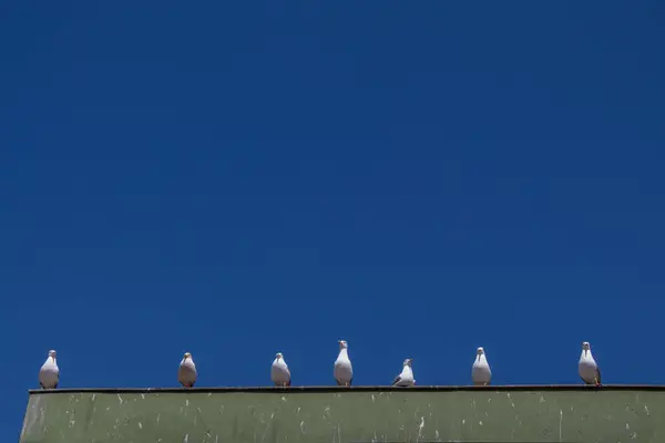 Pescăruși așezați pe acoperiș — Fotografie, imagine de stoc