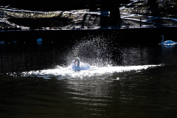 Un solo cisne vive en el estanque — Foto de Stock