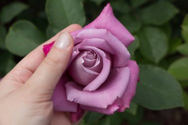 Güzel renkli gül çiçek el