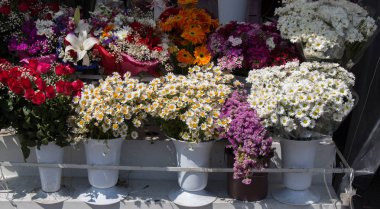 Çeşitli türde güzel çiçekler 