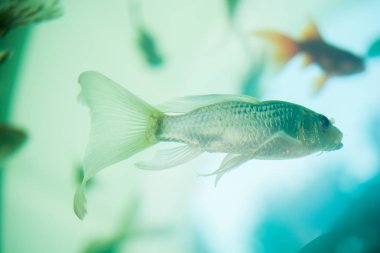 renkli balık akvaryum yüzme