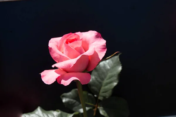 Hermosa rosa con un fondo negro —  Fotos de Stock