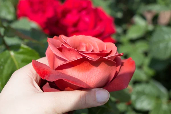 Linda flor de rosa colorida na mão — Fotografia de Stock