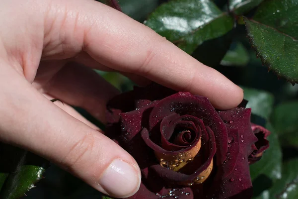 Mooie kleurrijke Rose Flower in de hand — Stockfoto