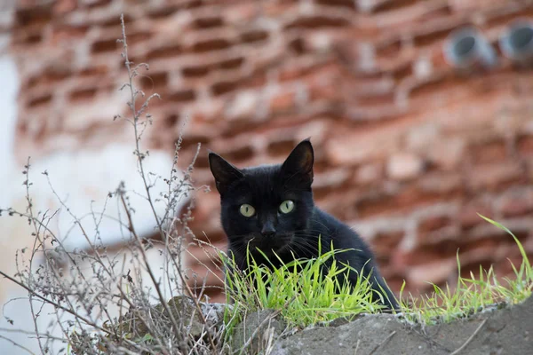Otro retrato de un gato callejero sin hogar —  Fotos de Stock