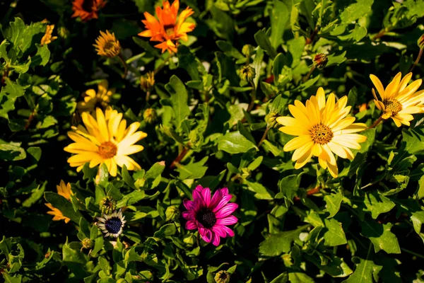 Schöne Blumen als Hintergrund — Stockfoto