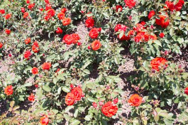 Çiçek güzel renkli gül arka plan