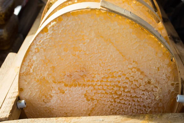 Miel fresca en el marco del peine sellado — Foto de Stock