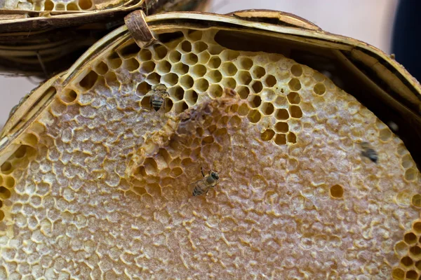 Miele fresco nel telaio a pettine sigillato — Foto Stock
