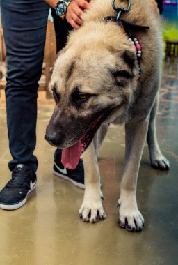 Türk doğurmak çoban köpeği kangal olarak koruma köpek