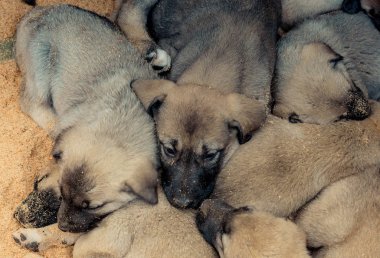 Türk ırkı çoban köpeği yavru Kangal köpek koruma olarak