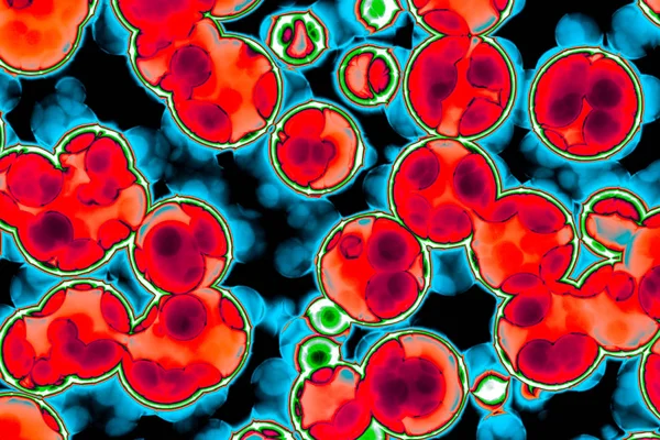 Shape of bacterial cell: cocci, bacilli, spirilla bacteria