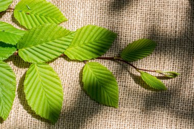Keten tuval üzerine yeşil yaprakları