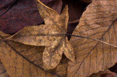 Sonbahar bir arka plan olarak kuru yapraklar