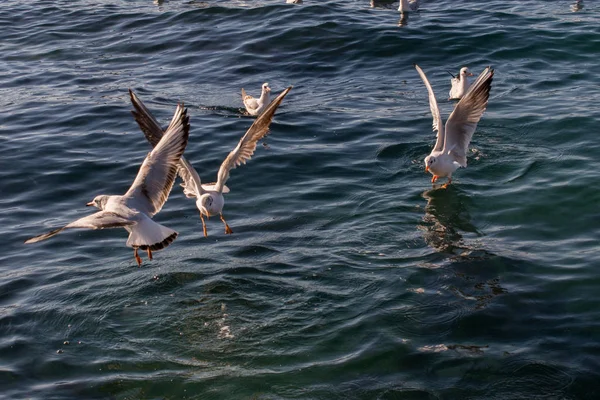 Seagulls are on and  over sea waters — Stock Photo, Image