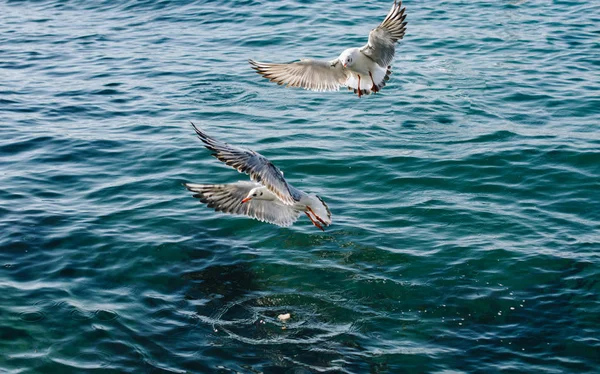 Чайки находятся на и над морской водой — стоковое фото