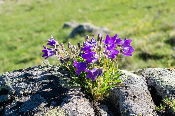 Floraison de belles fleurs sauvages colorées en vue — Photo