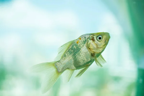 Барвисті риби плавають в акваріумі — стокове фото