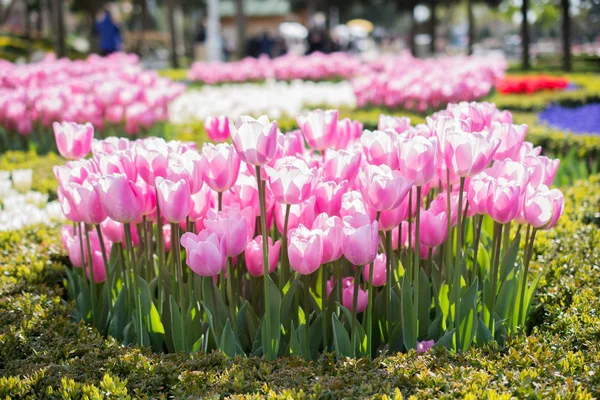 Bunte Tulpenblumen im Garten — Stockfoto