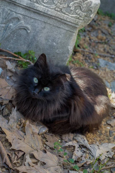 Stray gato na rua — Fotografia de Stock