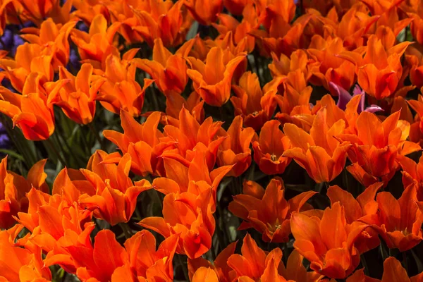 Fleurs de tulipes en fleurs au printemps comme fond floral — Photo