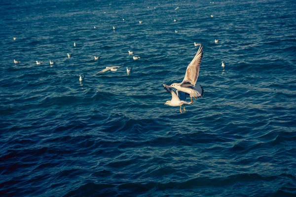 Γλάροι είναι σχετικά και πάνω από τα νερά της θάλασσας — Φωτογραφία Αρχείου