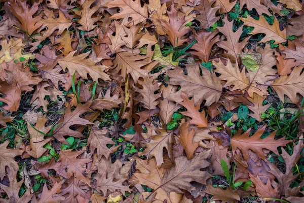 Textura da folha marrom e fundo. Folhas secas textura de fundo — Fotografia de Stock