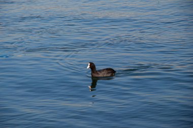 Su su arka plan ile kuşlar sürüsü