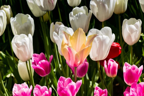 Piękne tulipany kwiat tulip pole wiosną — Zdjęcie stockowe