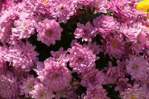 Belas flores como um fundo — Fotografia de Stock