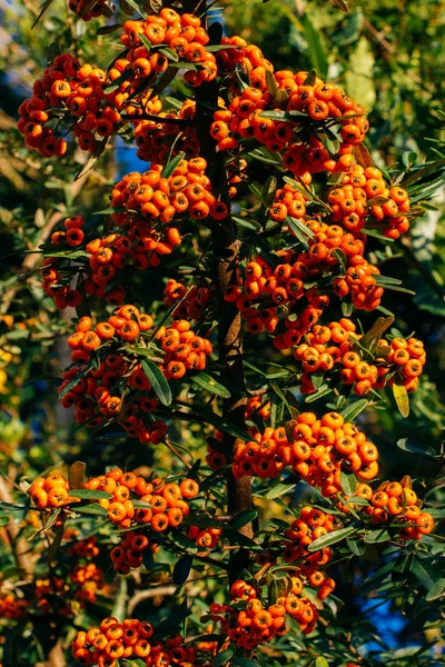 Fruta selvagem encontrada na árvore na natureza — Fotografia de Stock