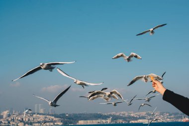 Istanbul 'da deniz sularında martılar var
