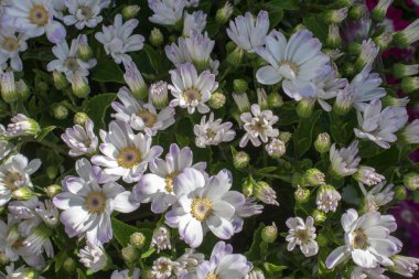 çiçek bir arka plan yapma çiçekler açar