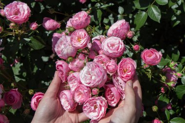 Elindeki güzel taze güller