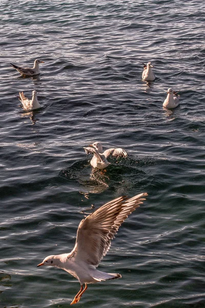 Las gaviotas están sobre y sobre las aguas marinas — Foto de Stock
