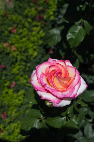 Schöne bunte Rose im Rosengarten — Stockfoto