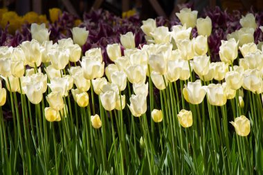 Çiçek arka plan olarak baharda çiçeklenme lale çiçekler