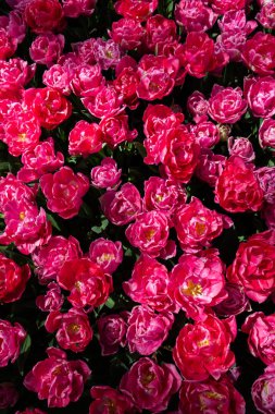 Çiçek arka plan olarak baharda çiçeklenme lale çiçekler