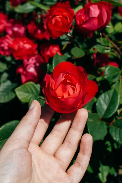 Blommande vackra färgglada rosor i trädgården — Stockfoto