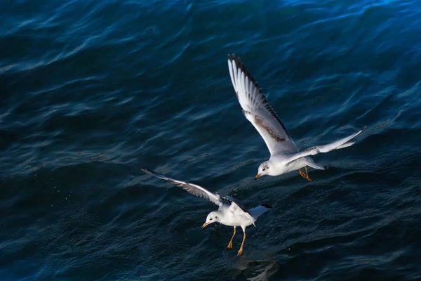 Les mouettes volent au-dessus des eaux marines — Photo