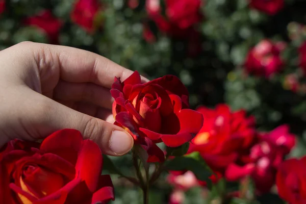 Beautiful colorful Rose Flower in hand — Stock Photo, Image