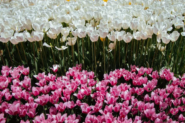 Kolorowe kwiaty tulipan kwitną w ogrodzie — Zdjęcie stockowe