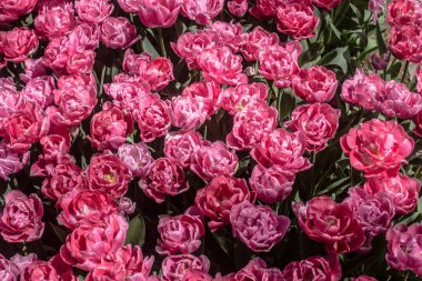 Çiçek arka plan olarak baharda çiçeklenme lale çiçekler