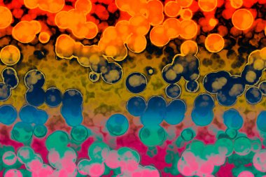 Bakteri hücre şekli: cocci, basiller, spirillum bakteri 