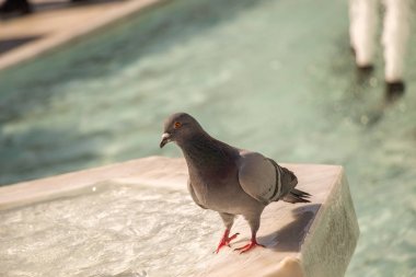 Şehir güvercin Çeşme kenarında