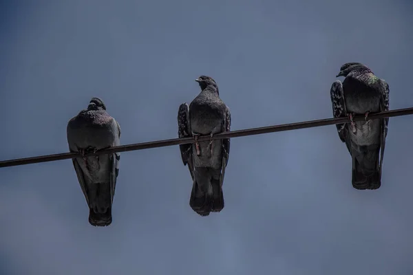 Pombos empoleirados em arame com fundo céu — Fotografia de Stock